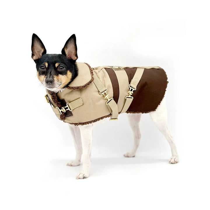 The Essential Classic Mocha Latte for Your Pup
