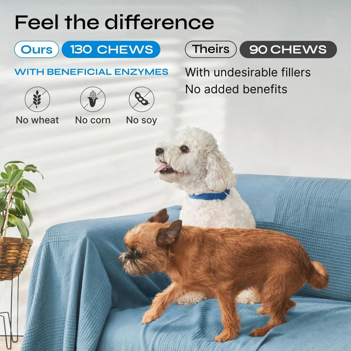 Probiotic Chews for Dogs: The Key to Your Pet's Health