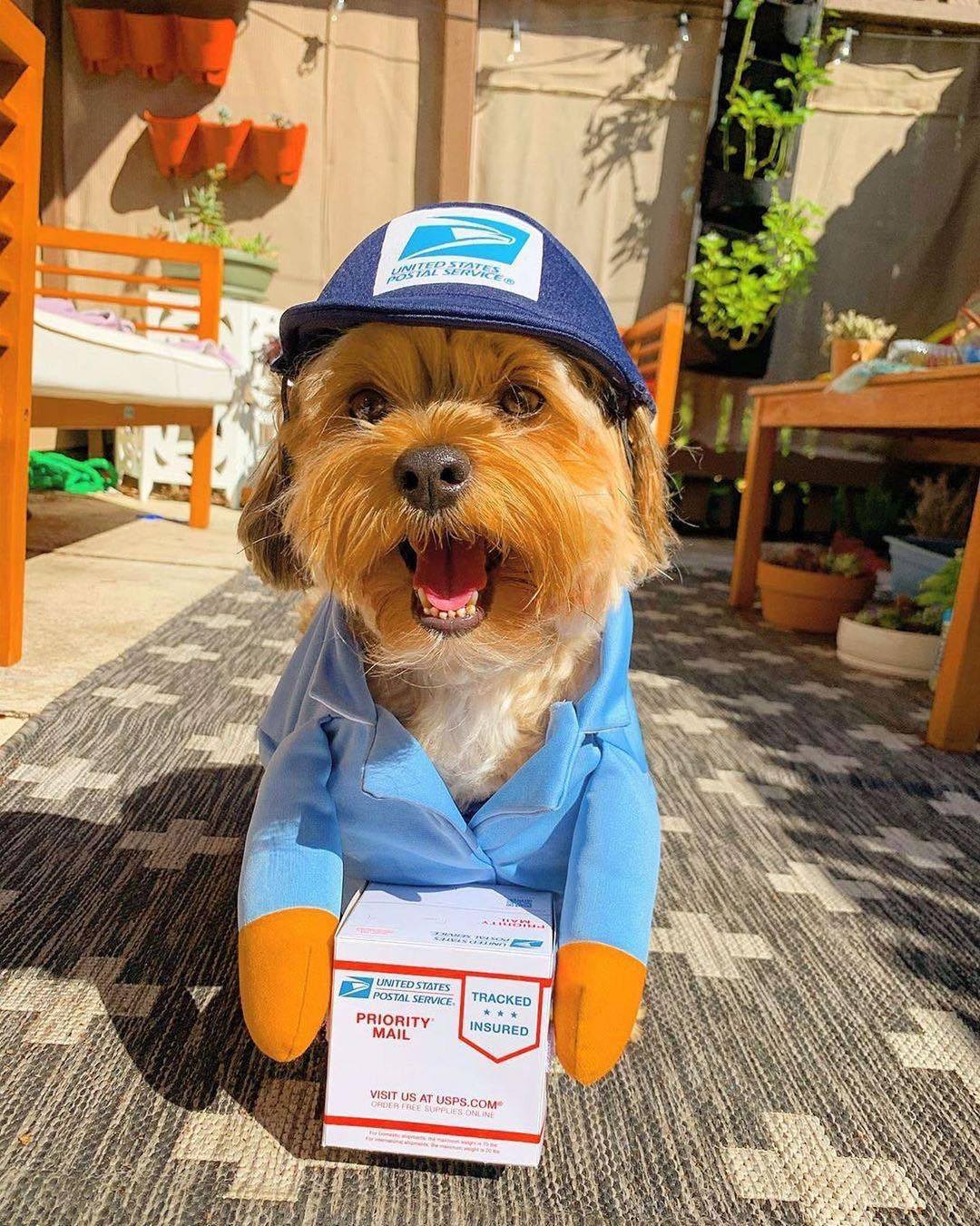 Funny Express Pet Dog Cat Clothes: The Perfect Outfit for Your Furry Friend