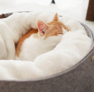 The Ultimate Comfort: Elevate Your Pet's Sleep with Our Pet Bed