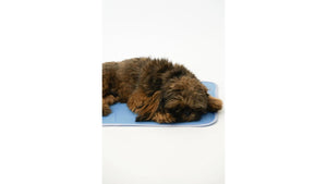 How to Keep Your Dog Cool in Summer: 2026 Guide