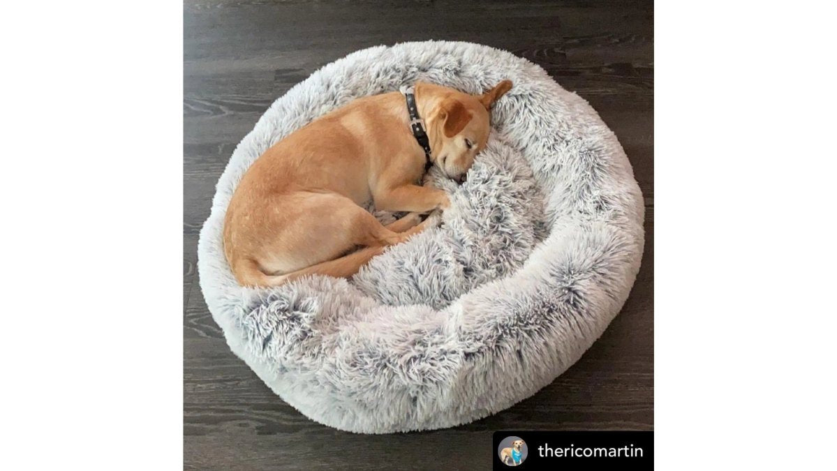 Best Orthopedic Dog Beds for Senior Labs