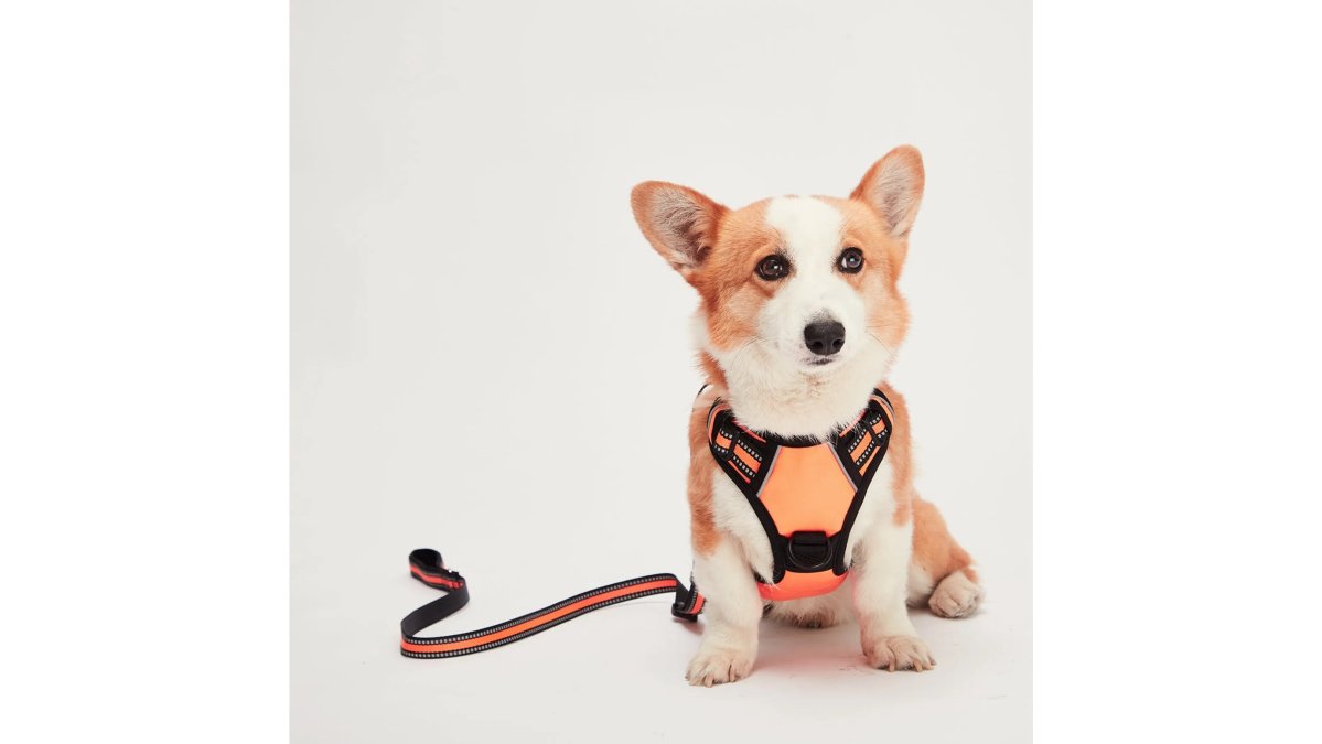 How to Select the Right Harness for Small Dogs That Pull