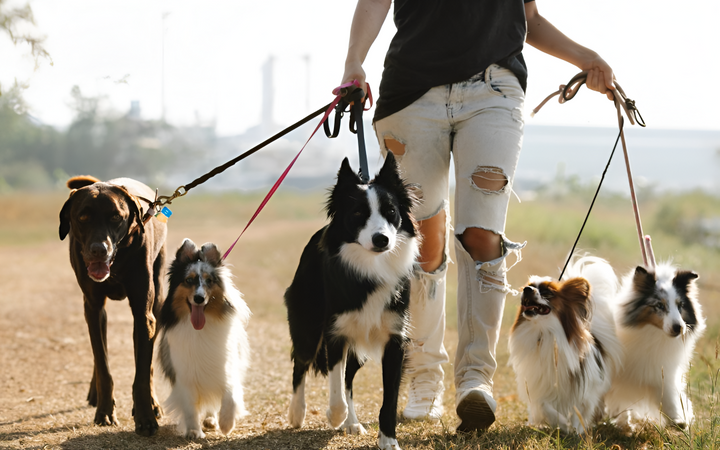 Leashes & Harnesses for Safe Walks